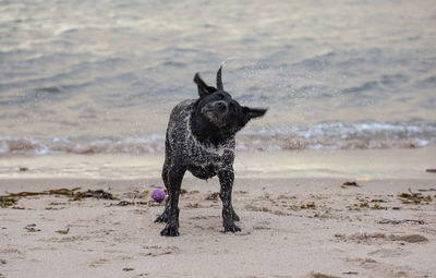 Full length of a dog on beach