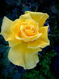 Close-up of rose