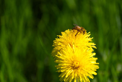 Close-up of bee on yellow flower