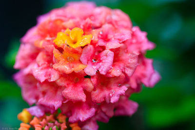 Close-up of pink flowers