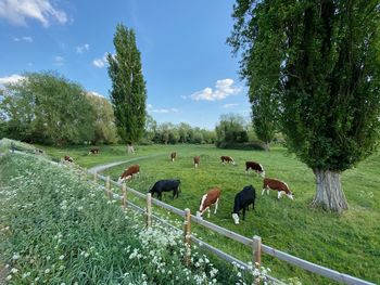 Sheep grazing in a field