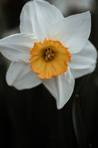 Close-up of white daffodil