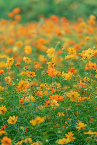 Close-up of yellow flowering plants on field