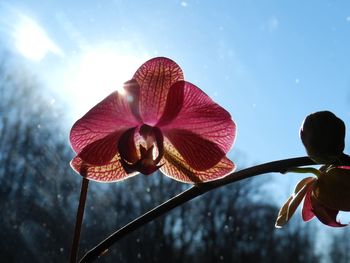 Close-up of flower blooming against sky