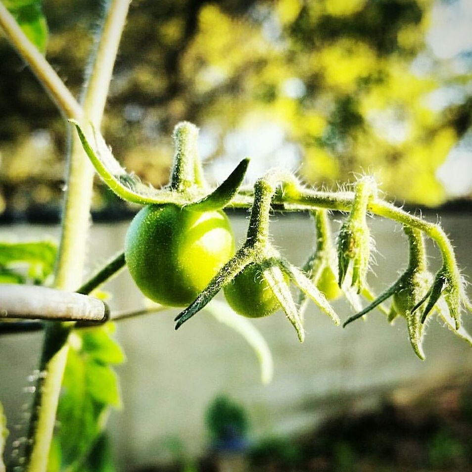 CLOSE-UP OF FRESH PLANT