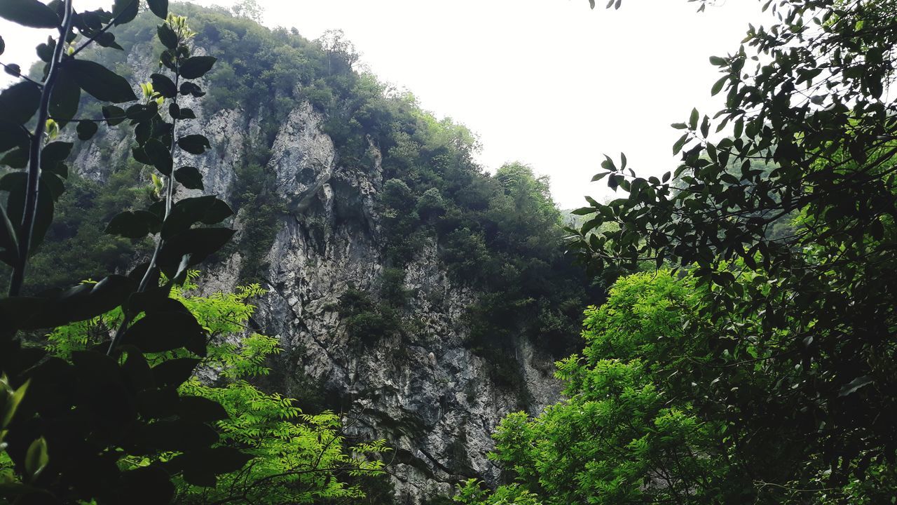 tree, plant, growth, beauty in nature, nature, day, low angle view, rock, forest, land, scenics - nature, waterfall, green color, no people, rock - object, outdoors, sky, tranquility, lush foliage, foliage, flowing water, power in nature, rainforest