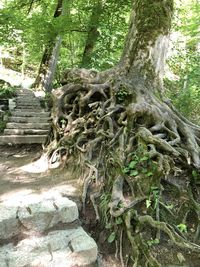 Trees growing in forest