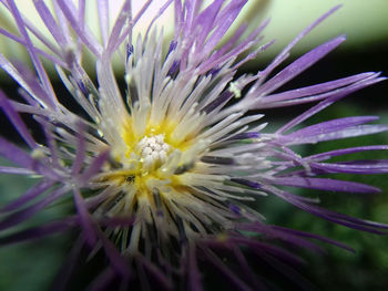 Close-up of purple flower blooming outdoors