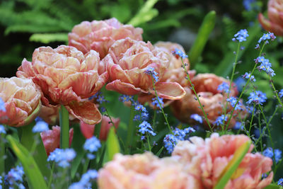 Close-up of flowering plant in park