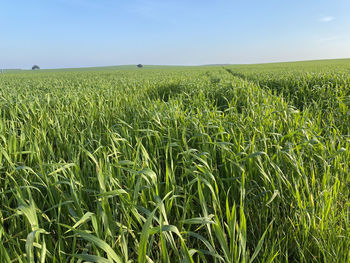 Scenic view of agricultural field against sky