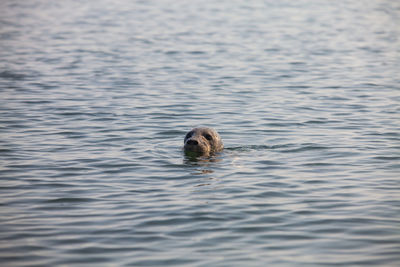 High angle view of dog in lake