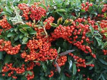 Close-up of red berries on plant