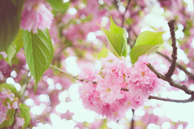 Close-up of pink flowers blooming on tree