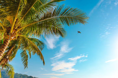 Low angle view of coconut palm tree against blue sky
