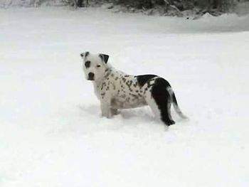 Portrait of dog standing outdoors