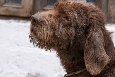 Close-up of a dog