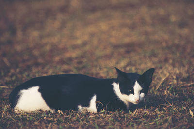 Cat resting on a field