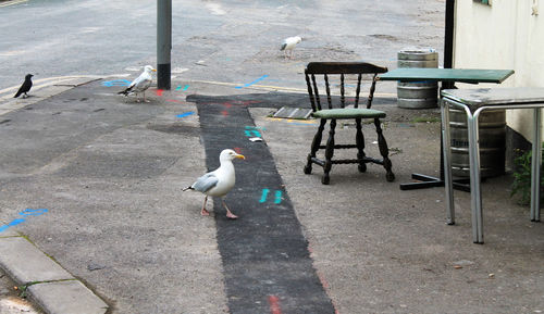 Seagull perching on chair