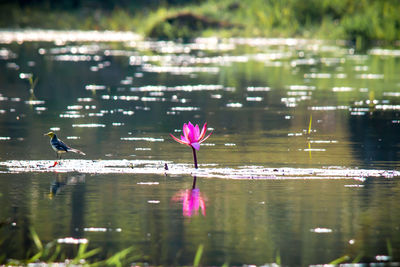 View of lotus water lily in lake