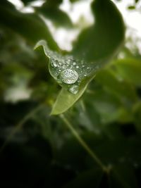 Close-up of water drops on leaf