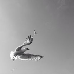 Low angle view of seagull flying against sky