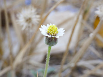 Close-up of white flowering plant on field