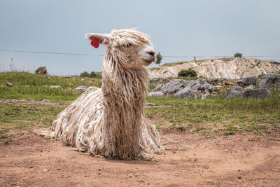 Alpaca in a field