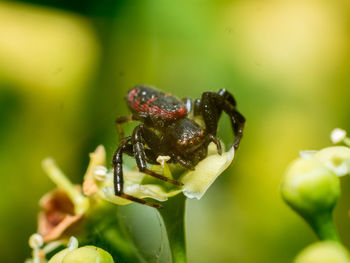 Close-up of insect on plant