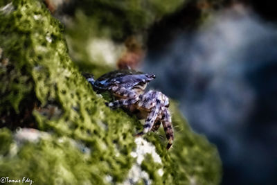 Close-up of insect on plant