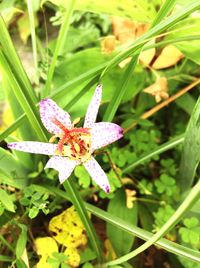 Close-up of butterfly on flower