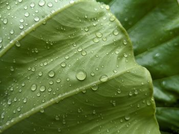 Close-up of raindrops on leaf