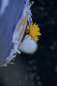 Close-up of yellow flower