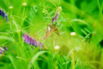 Close-up of insect on purple flower