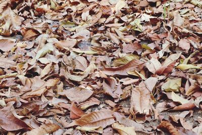 Full frame shot of dried autumn leaves on field