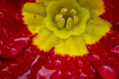 Macro shot of yellow flower