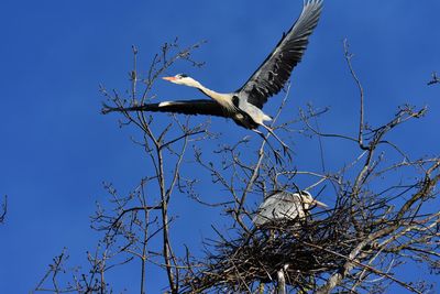 Low angle view of gray heron flying in nest against clear blue sky