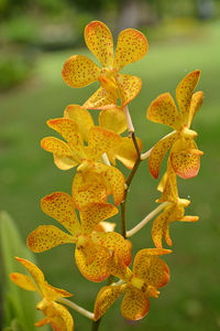 Close-up of yellow flowering plant