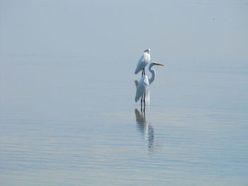 View of a bird on the sea