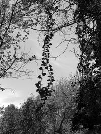 Low angle view of trees against sky