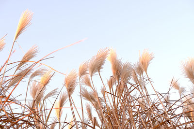 Low angle view of crop in field against clear sky