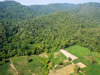 High angle view of trees on landscape