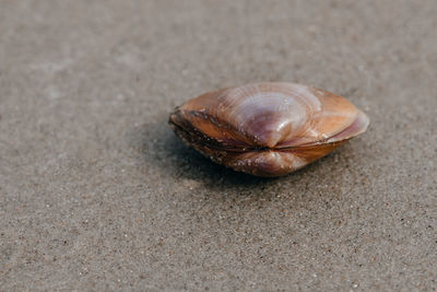 Close-up of snail on sand