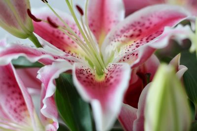 Close-up of pink flower