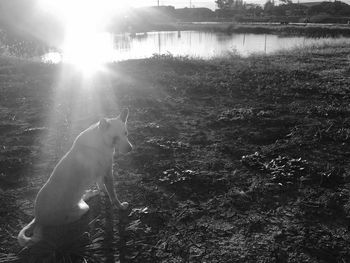 View of dog in water