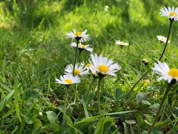 Close-up of white daisy flowers on field