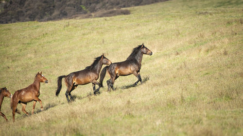 Horses running in a field