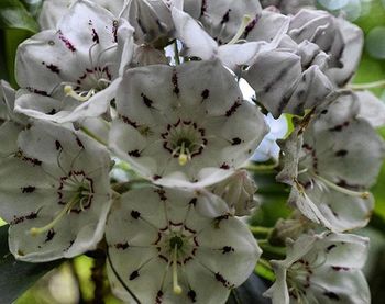 Close-up of white flowers