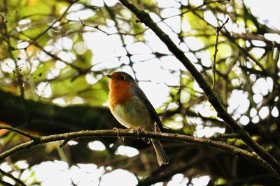 Low angle view of bird perching on branch