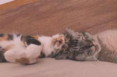 Cats sleeping