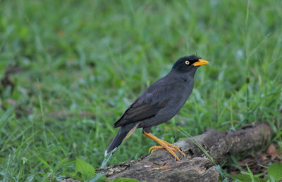 Bird perching on a field